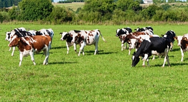 Bakanlık Kurban Sevkiyatıyla İlgili Açıklama Yaptı