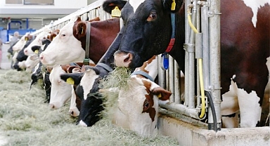 TÜİK- Çiğ süt üretimi 2023’te yüzde 0,4 azalarak 21 milyon 481 bin 567 tona geriledi