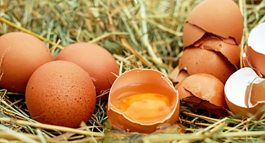 TÜİK-Tavuk yumurtası üretimi Nisan'da yıllık yüzde 3,7 artışla 1,71 milyar adete yükseldi