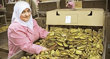 Tütün Ürünlerinde Yıllık Değişimle Yİ-ÜFE'de Artış Gözlemlendi