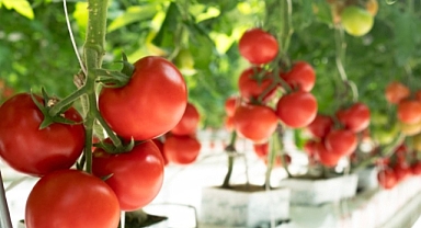 Yılda 385 Milyon Kalıntı Zehirlenmesine Son Veriliyor