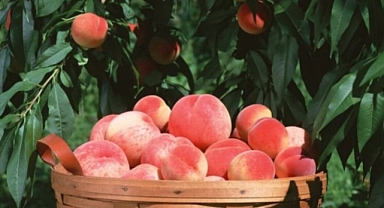 Bursa Şeftalisi'ne AB tescili verildi