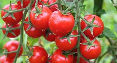 Kanserle Savaşan Domates: Kalp Sağlığını Destekleyen Besin