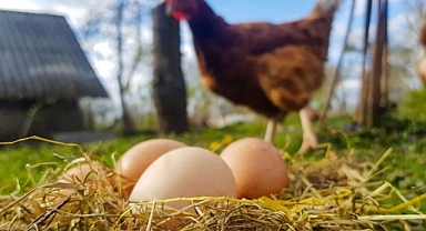 Tavuk eti ve yumurta üretimi artıyor