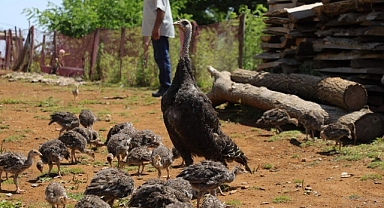 Çiftçiye hindi desteği