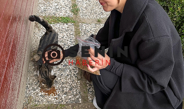 Sokak hayvanları için mama dağıttılar