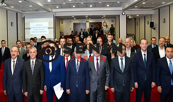 Trabzon'da sahipsiz hayvanları korumak için yeni adımlar atılıyor