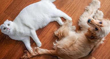 CHP Lideri Özel: Tüm Canların Yaşam Hakkına Saygılı, Daha Adil, Daha Merhametli Bir Dünya Kurmak İnsanlığın Elinde