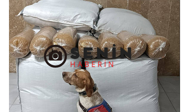 Kırşehirin Mucur İlçesinde 600 Kilo Kaçak Tütün Yakalandı