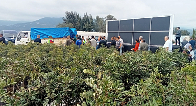 Büyükşehir’den Alanya’nın coğrafi işaretli keçiboynuzuna destek 