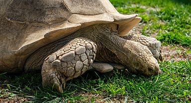 Eskişehir Hayvanat Bahçesine 30 Yeni Misafir