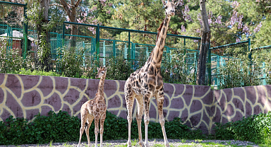 Türkiye'de doğan ilk zürafa yavrusu, ziyaretçilerle buluştu.