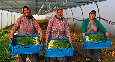 Kocaeli Büyükşehir'den yüzde 50 hibeli modern sera desteği;