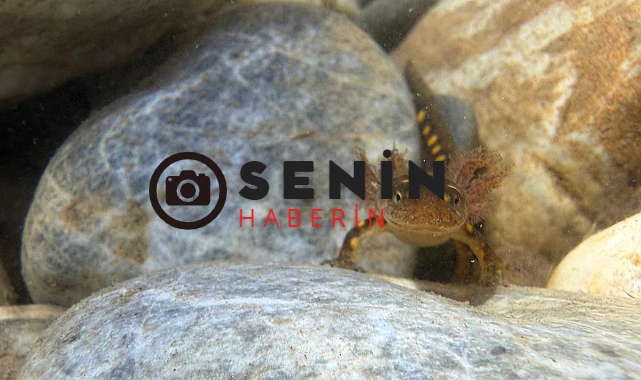 Batmanda sarı benekli semenderi Kayıt Altına Alındı